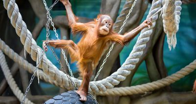 Defra extends applications to Zoo Animals Fund